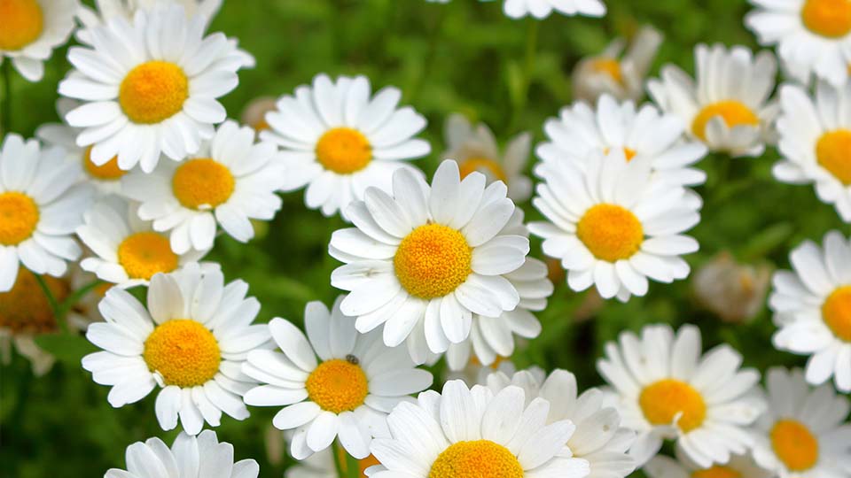 Pyrethrum Chrysanthemum